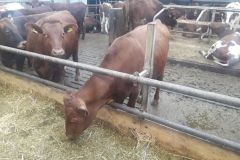 20180216_143415_1_277