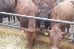 20180216_143656_1_281