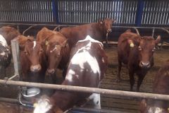 img-20180216-wa0001_1_385