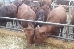 img-20180216-wa0003_393