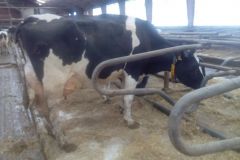 img_20160317_103647_345